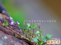 生性善良涵养极高的网名，神秘气质吸引人的抖音名字