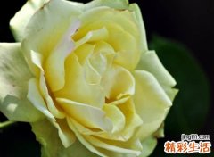 森系文艺小清新微博名字，简单有气质的微博个性昵称