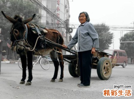 梦见驴拉车好不好，做梦梦到别人赶着驴车我坐着