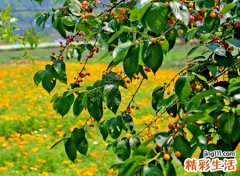 种樱桃树的风水禁忌