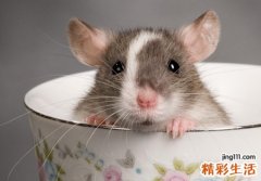 梦见老鼠是什么意思，女人梦见老鼠什么征兆