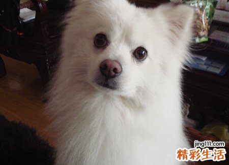 梦见狗咬别人是什么意思，做梦梦到狗咬伤了别人