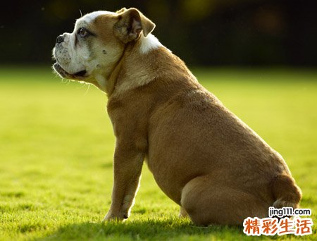 梦见把狗打死了是什么意思，女人梦见把狗打死了