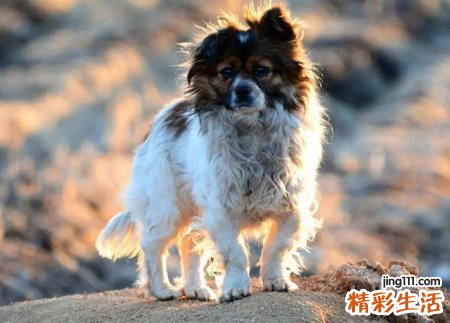 孕妇梦见狗是什么意思，孕妇梦见狗一定生女孩吗