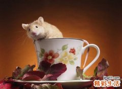 梦见老鼠预示什么，男人梦见老鼠什么征兆