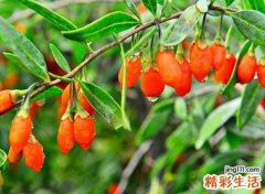 枸杞树的风水意义