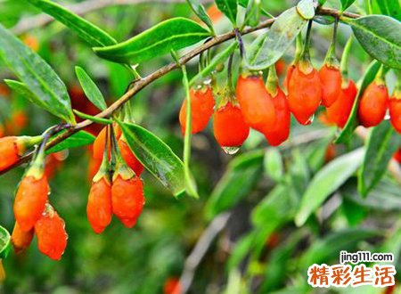 枸杞树的风水意义