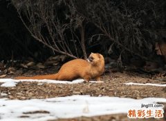 白天看到黄鼠狼征兆