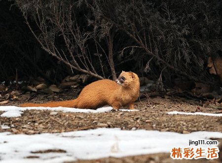 白天看到黄鼠狼征兆