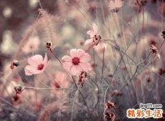 古典韵味的唯美名字，有诗意好听的内涵网名