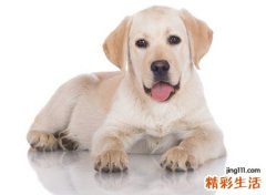 梦见打死狗有什么预兆，已婚女人梦见把狗打死了