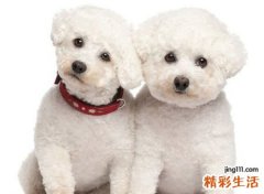 梦见狗咬别人好吗，做梦梦到狗咬别人我在旁边看着