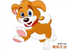 孕妇梦见狗好吗，孕妇梦见狗是男孩女孩