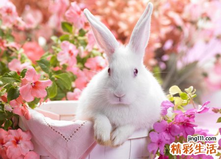梦见兔子是什么意思，女性梦见白色的兔子