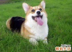 梦见被狗咬了手是什么意思，做梦梦到狗咬手是要发财