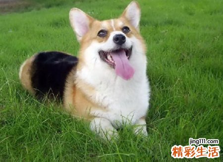 梦见被狗咬了手是什么意思，做梦梦到狗咬手是要发财