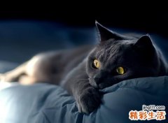 养玄猫有什么禁忌