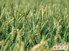 梦见吸血虫是什么意思，梦到吸血虫被拔出