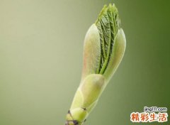 阳光可爱的英文名字，好听独特的欧美网名