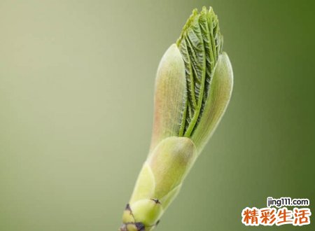 阳光可爱的英文名字，好听独特的欧美网名
