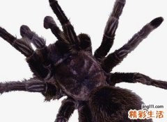 梦见黑蜘蛛好不好，女人梦见一只大黑蜘蛛