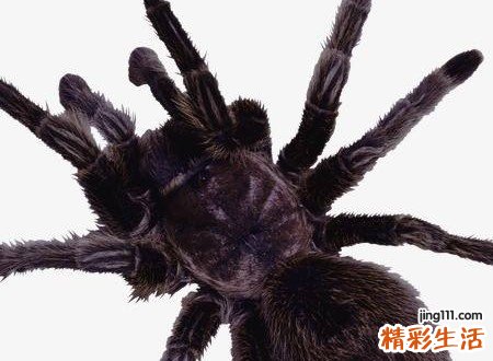 梦见黑蜘蛛好不好，女人梦见一只大黑蜘蛛