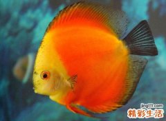 梦见红鱼是啥兆头，做梦梦到自己捉到红色的鱼