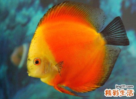 梦见红鱼是啥兆头,做梦梦到自己捉到红色的鱼