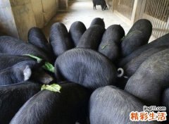 梦见猪圈是什么意思，做梦梦到进入猪圈里