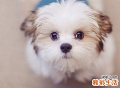 梦见白狗是什么意思，做梦梦到白色的狗很乖