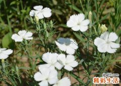 梦见白花好吗，梦到漫山遍野开满了白花