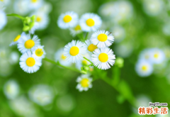 一月十五号是什么星座 一月十五号的星座和特点