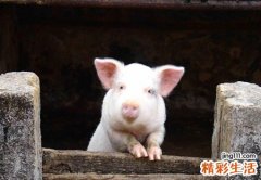 梦见猪圈有什么预兆，做梦梦到猪圈是空的