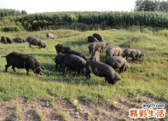 梦见黑猪是什么意思，女人梦见黑猪