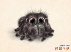梦见黑蜘蛛是什么意思，女人梦见黑蜘蛛