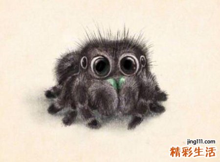 梦见黑蜘蛛是什么意思，女人梦见黑蜘蛛