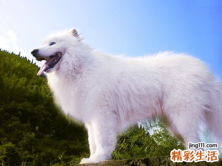 梦见白色的狗是什么意思，女人梦见一只白色的狗