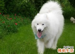 梦见白狗预示什么，做梦梦到一只白色的大狗