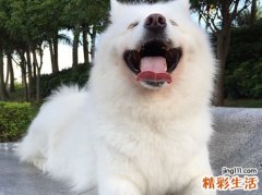 梦见白色的狗有什么预兆，做梦梦到一只白色的大狗