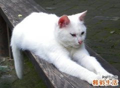 梦到一只大白猫什么预兆，已婚女人梦见白猫