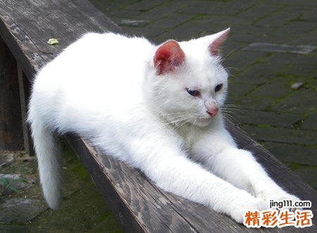 梦到一只大白猫什么预兆，已婚女人梦见白猫