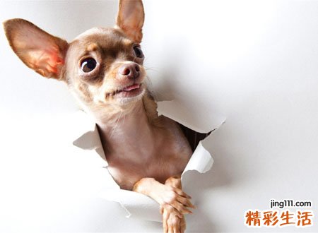 梦见纯白色的狗好不好，做梦梦到白色的狗很乖