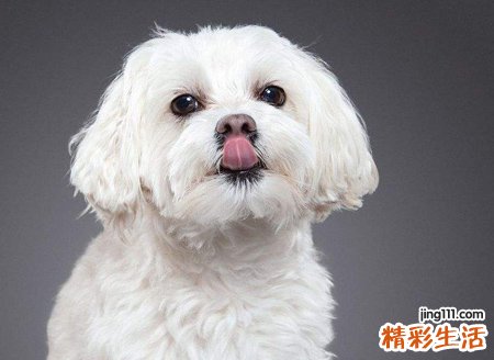 梦见白狗好不好，做梦梦到一只大白狗亲近我