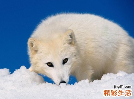 梦见白狐狸是什么意思，梦到白狐狸和我很友好
