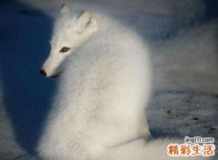 梦见白狐狸好吗，梦到狐狸和仙家有关吗
