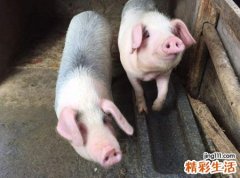 梦见猪好不好，梦到猪圈是什么意思