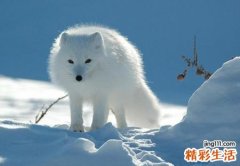梦见白狐狸有什么预兆，女人梦见白狐狸好不好