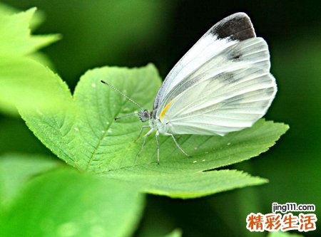 梦见白蝴蝶有什么预兆，做梦梦到一只白蝴蝶