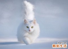 梦见白猫是什么意思，女人梦见白色的猫