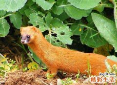 梦见黄鼠狼是什么意思，做梦梦到黄鼠狼往身上扑